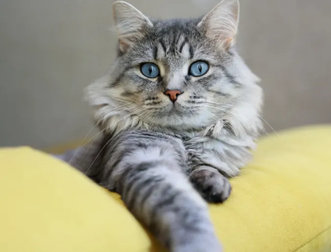 Gray cat on yellow couch